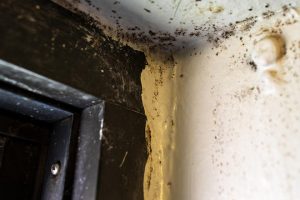 Moldy, paint peeling in NYCHA building image